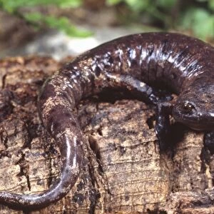 Palm Salamander, Bolitoglossa dofleini, Native to Honduras