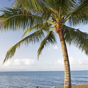 Palm Tree, Port Douglas, North Queensland, Australia