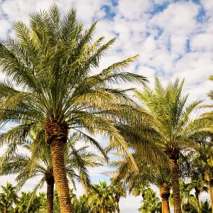 Palm trees, The Oasis of Death Valley, California, USA Palm trees, The Oasis of Death Valley, California, USA