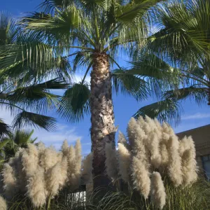 Palm Trees Pampas Grass Daroush Vineyard Napa Vineyards California Owner of Daroush is from Iran