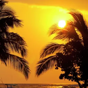 Palm trees in the sunset, Kona, Hawaii USA Palm trees in the sunset, Kona, Hawaii USA