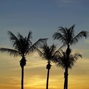Palm trees and sunset, Mindil Beach, Darwin, Northern Territory, Australia