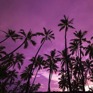 Palm trees at sunset, Pu uhonua O Honaunau National Historic Park (City of Refuge)