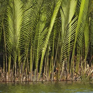 Palm Trees Print, Hoi An Landscape Palm Trees Print, Hoi An Landscape
