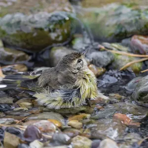 Palm Warbler (Setophaga palmarum) bathing Marion County, Illinois Palm Warbler (Setophaga palmarum) bathing Marion County, Illinois