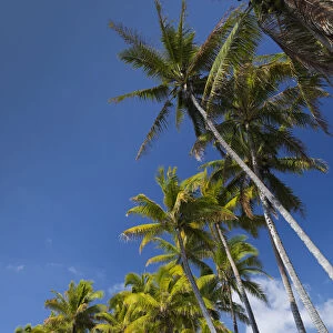 Palms along the Puna Coast, Big Island, Hawaii, (Before the lava flow of 2018)