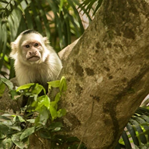 Palo Verde National Park, Costa Rica. White-faced capuchin (Cebus capucinus) monkey