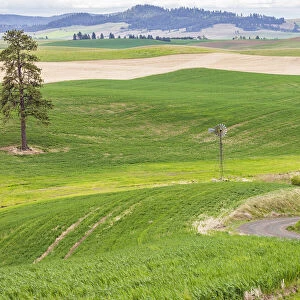 Palouse, Washington State, USA. Dirt road winding through wheat fields in the Palouse