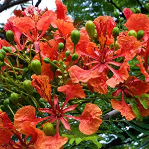 Panama City, Panama, Royal Poinciana (Delonix regia), or Flamboyant Tree flowering