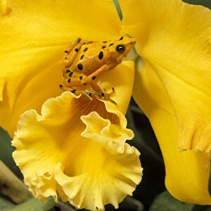 Panama, El Nispero Region. Golden Frog on Yellow Bird Orchid