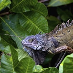 Panama, Panama City, Parque Metropolitano, Green Iguana (Iguana iguana) seen