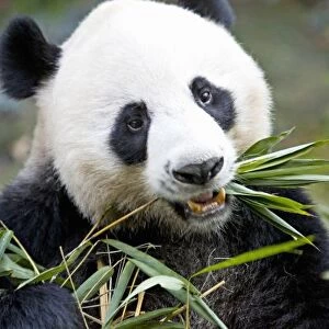 Panda eating bamboo shoots ( Alluropoda Melanoleuca ) at a Panda reserve Unesco World Heritage site