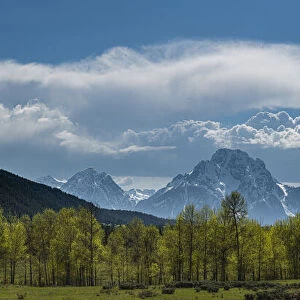 Panoramic of cottonwood trees and cumulus clouds in spring, Grand Teton National Park