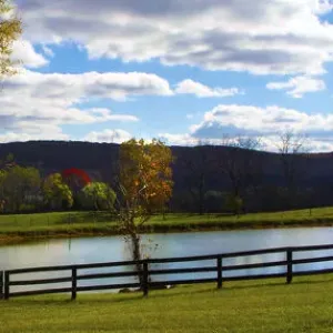 Panoramic scene in the vineyards in Virginia
