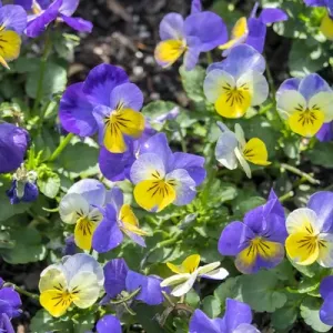Pansy in garden