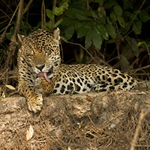 Pantanal, Brazil, South America, Jaguar, Panthera onca, grooming