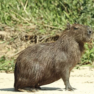 Pantanal, Mato Grosso, Brazil. Adult Capybara sitting on a sandy beach