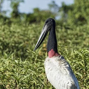 Pantanal, Mato Grosso, Brazil. Jabiru standing in a marsh looking for fish next to the Cuiaba River