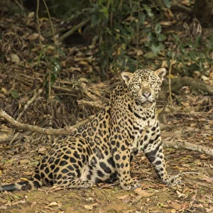 Pantanal, Mato Grosso, Brazil. Jaguar sitting in a shady area of the riverbank of the Cuiaba River