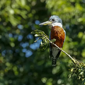Pantanal, Mato Grosso, Brazil. Ringed Kingfisher sitting in a tree