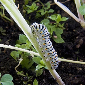 Papilio machaon larva (butterfly of the family Papilionidae)