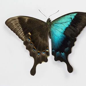 Papilio pericles iridescence blue swallowtail butterfly
