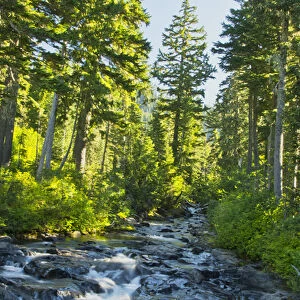 Paradise River, Mount Rainier National Park, Washington, USA