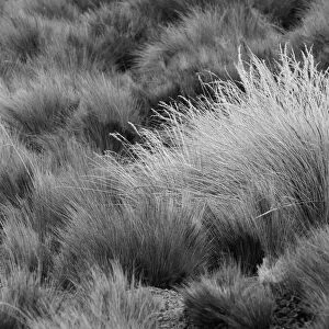 Paramo grass, Antisana Ecological Reserve, Ecuador