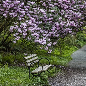 Park bench along trail with blooms at the Arboretum in Seattle, Washington, USA