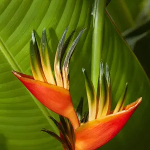 Parrot Flower (Heliconia sp. ) Maire Nui Botanical Gardens, Titakaveka, Rarotonga