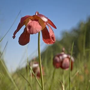 Parrot pitcher plant flower, Apalachicola National Forest, Florida, USA