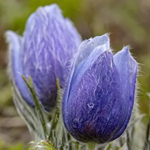 Pasque, aka crocus flowers, in the Bighorn Mountains of Wyoming, USA