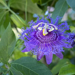 Passion Flower, USA