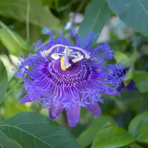 Passion Flower, USA