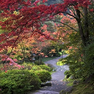 Path at Japanese Garden in Autumn