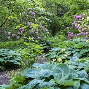 Pathway through a garden of rhododendrons, hosta and various plants