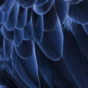 Pattern in feathers of Southern screamer or Crested screamer, native to Peru, Bolivia, Paraguay