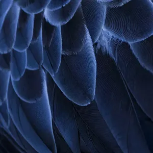Pattern in feathers of Southern screamer or Crested screamer, native to Peru, Bolivia, Paraguay