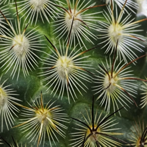 Pattern of small cactus spines
