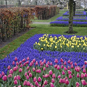Pattern of tulips and Grape Hyacinth flowers, Keukenhof Gardens, Lisse, Netherlands