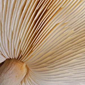 Pattern on underside gills of mushroom