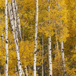 Pattern of white tree trunks among golden aspen leaves, Grand Teton National Park, Wyoming Pattern of white tree trunks among golden aspen leaves, Grand Teton National Park, Wyoming