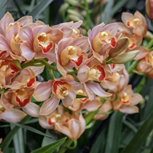 Peach-colored Cymbidium Orchid