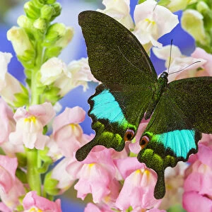 The Peacock Swallowtail Butterfly, Papilio Karna Iruane