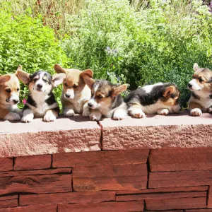 Pembroke Welsh Corgi puppies lined up at flagstone wall