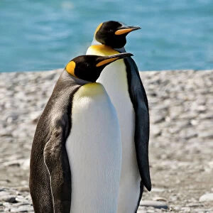 penguin, King, pair