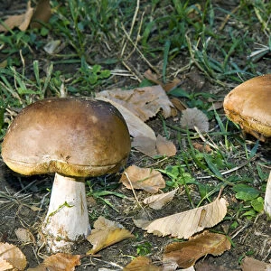Penny bun, cep, mushrooms in a forest (Boletus edulis)