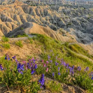 Penstemon wildflowers in Badlands National Park, South Dakota, USA