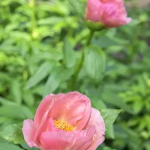 Peony Janice, USA Peony Janice, USA