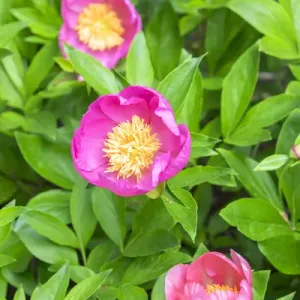 Peony Janice, USA Peony Janice, USA